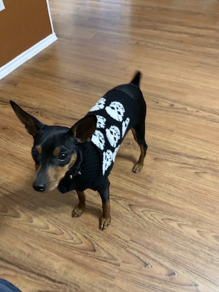 ARKANSASBROWNING ANIMAL CLINIC 24 Reviews 1701 E Arkansas Ln