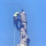 Johnson's Tree Service