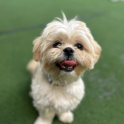 Pack Place K9 - Happy puppy!!