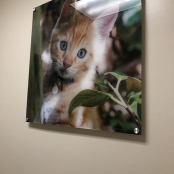 Petco - Kitty wall art - Pet Stores Near Me - Elk Grove, California