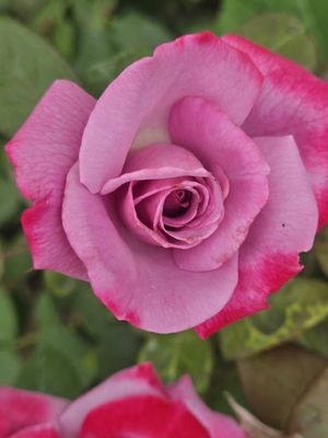 Tranquility Cleaning Services