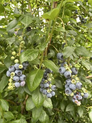 Sweet Berry Farm by null