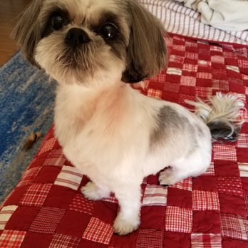 Pet Paradise Tallahassee - Theo after being groomed at Pet Paradise. - Pet Training Near Me - Tallahassee, Florida Pet Paradise Tallahassee - Theo after being groomed at Pet Paradise. - Pet Training Near Me - Tallahassee, Florida