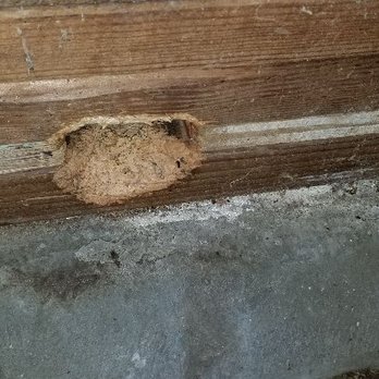 Iliad Pest Management - Rats - Pest Control Near Me - Seattle, Washington Iliad Pest Management - Rats - Pest Control Near Me - Seattle, Washington