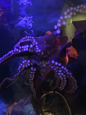 National Marine Aquarium by null