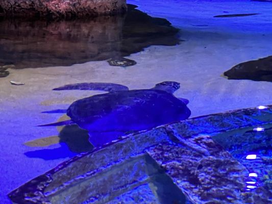 SEA LIFE Kelly Tarlton's Aquarium by null