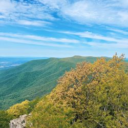 Hawksbill Trail