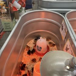 Tractor Supply - Cute chicks for sale