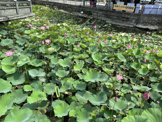 Dragon and Tiger Pagodas by null