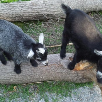 Skansen - Baby goats at the petting zoo - Botanical Gardens Near Me - Stockholm, Alberta