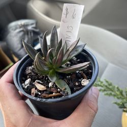 Abundant Gardens - Echeveria Affinis succulent