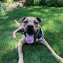 Photo of Sam’s K9 Training