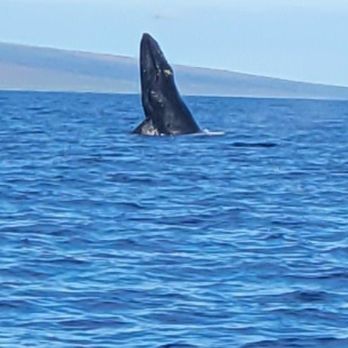 Makai Adventures - 3/18/23 whale watching - Boat Charters Near Me - Lahaina, Hawaii Makai Adventures - 3/18/23 whale watching - Boat Charters Near Me - Lahaina, Hawaii