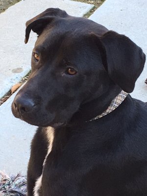 golden gate labrador retriever rescue