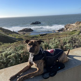 Strategic K9 Training - Pet Training Near Me - Spring Valley, California Strategic K9 Training - Pet Training Near Me - Spring Valley, California