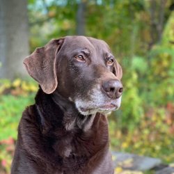 Brown Dog Adirondack Rentals