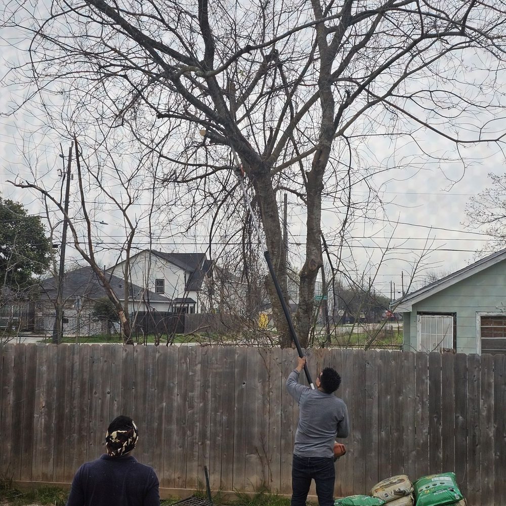 Cortes Tree Services - Crew at work - Tree Services Near Me Cortes Tree Services - Crew at work - Tree Services Near Me