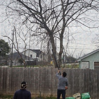 Cortes Tree Services - Crew at work - Tree Services Near Me