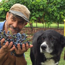 Barking Rocks Vineyard and Winery - This was a 2016 harvest moment I shared with my best bud, cellar, chief of security!!!