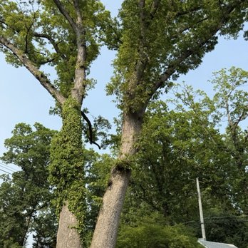 Zack's Tree Service - Tree Services Near Me - Stroudsburg, Pennsylvania Zack's Tree Service - Tree Services Near Me - Stroudsburg, Pennsylvania