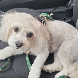 Savannah Mae...after being groomed at CC'S Pet Spa