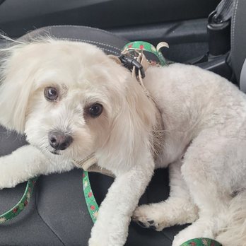 C C Pet Spa - Savannah Mae...after being groomed at CC'S Pet Spa - Pet Groomers Near Me - Richmond, Virginia