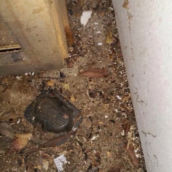 512 Living - More rat droppings under my oven in my kitchen. I was cooking over this. Like heating up rat droppings every time I used it - Property Management Near Me - Austin, Texas