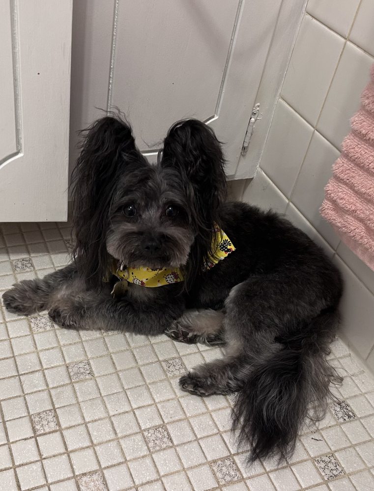 Laurel Animal Hospital - pet boarding facility in Raytown, MO