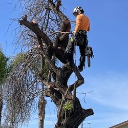 Green Leaf Tree Care - Dead Brazilian Pepper Removal
