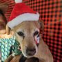 Photo of Panorama Pet Hospital