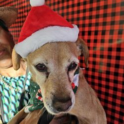 Panorama Pet Hospital