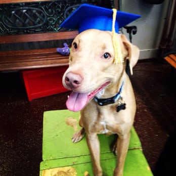 Bark Avenue Playcare - Pet Training Near Me - Chicago, Illinois