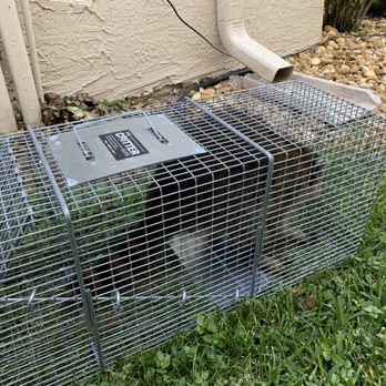 The Critter Guys - Another raccoon caught in Delray Beach. - Wildlife Control Near Me The Critter Guys - Another raccoon caught in Delray Beach. - Wildlife Control Near Me