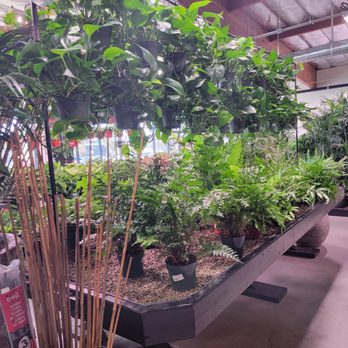 Deep Roots Garden Center - Mecca? Maybe. - Nurseries & Gardening Near Me - Torrance, California Deep Roots Garden Center - Mecca? Maybe. - Nurseries & Gardening Near Me - Torrance, California