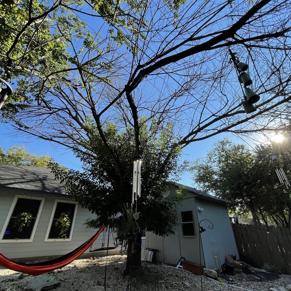 Viridian Tree Care - Tree that got damaged in the 2021 Texas winter storm. - Tree Services Near Me Viridian Tree Care - Tree that got damaged in the 2021 Texas winter storm. - Tree Services Near Me