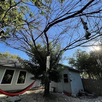 Viridian Tree Care - Tree that got damaged in the 2021 Texas winter storm. - Tree Services Near Me Viridian Tree Care - Tree that got damaged in the 2021 Texas winter storm. - Tree Services Near Me