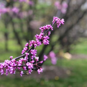 Frelinghuysen Arboretum - Botanical Gardens Near Me - Morristown, New Jersey
