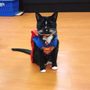 Photo of Bosley's