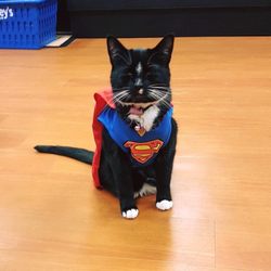 Bosley's - Store cat Keeva ready for Halloween!