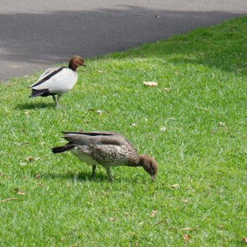 Royal Botanic Gardens - Residents of the gardens - Botanical Gardens Near Me - Sydney, NSW Royal Botanic Gardens - Residents of the gardens - Botanical Gardens Near Me - Sydney, NSW