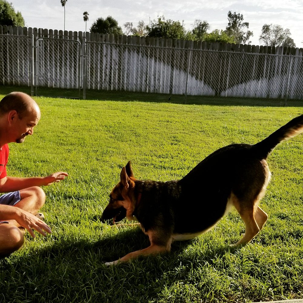 InsideOut Dog Training - Zooey loves to play now that she feels secure in her new home. - Pet Training Near Me - Riverside, California InsideOut Dog Training - Zooey loves to play now that she feels secure in her new home. - Pet Training Near Me - Riverside, California