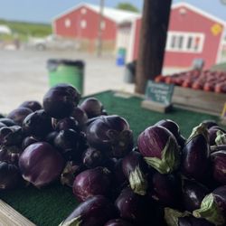 Homestead Farm - Eggplant