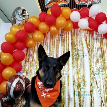 Wallis Annenberg PetSpace - Puppy bowl party 2020 - Pet Adoption Near Me - Los Angeles, California Wallis Annenberg PetSpace - Puppy bowl party 2020 - Pet Adoption Near Me - Los Angeles, California