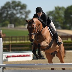 Seascape Sport Horses