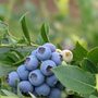 Hazel Blue Acres