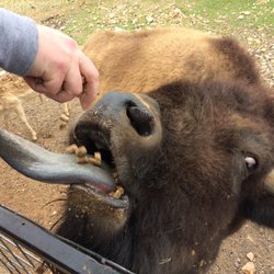 The Exotic Resort Zoo - The bison have long, black tongues!