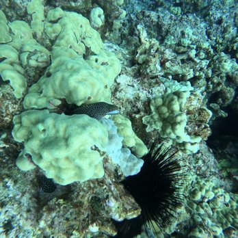 Jack's Diving Locker - An eel at eel cove - Snorkeling Near Me - Kailua-Kona, Hawaii Jack's Diving Locker - An eel at eel cove - Snorkeling Near Me - Kailua-Kona, Hawaii