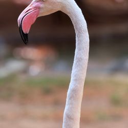 Los Angeles Zoo and Botanical Garden