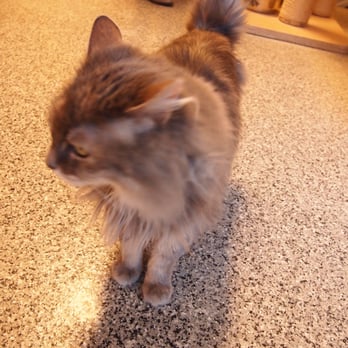 Orcas Animal Protection Society - Cat #4 - Animal Shelters Near Me - Eastsound, Washington