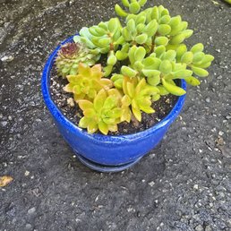 Succulents I picked to go into my pot, they even potted them for me. Succulents I picked to go into my pot, they even potted them for me.